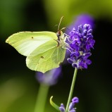 Citronfjäril på lavendel I 240723  (kopia)