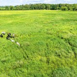 Möllerödsmaden, naturvårdskossorna I 240723 (kopia)