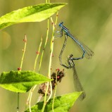 Flodflickslända, parning I 240723 (kopia)