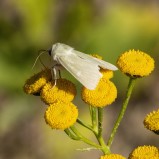 Grönt hedmarksfly (NT) I 240812 (kopia)