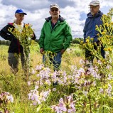 Floravandring Stoby våtmark V 240810 (kopia)