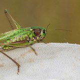 Större vårtbitare I 240813 (kopia)