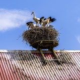 Storksläppet, storkboet I 240727 (kopia)