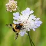 Fönsterblomfluga I 240726 (kopia)