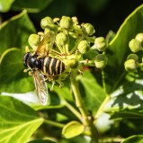 Ljungtorvblomfluga I 240928 (kopia)