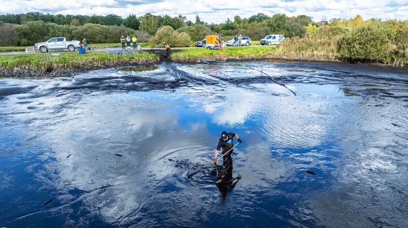 Magle våtmark: Damm C1-C3 töms på fisk i månadskiftet september-oktober