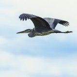 Häger i flykten II 180916 (kopia)