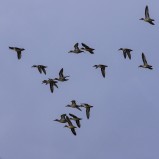 Kricka i flykten II 220922 (kopia)