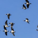Vitkindad gås i flykten II 250224 (kopia)