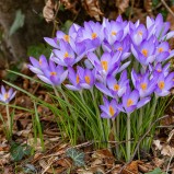 Snökrokus I 250305 (kopia)