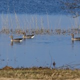 Grågås, liten flock I 250307 (kopia)