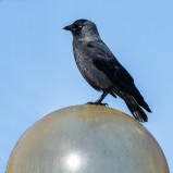 Kaja på lampa I 250315 (kopia)