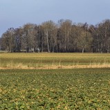 Vanneberga ängar I 250308 (kopia)