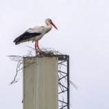 Vit stork, Vinslövs jvgstn I 250327 (kopia)