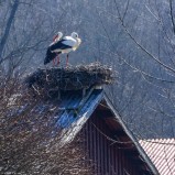 Vit stork, Nybro gård V 250328 (kopia)