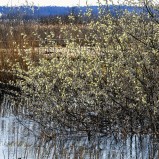 Sälgen blommar II 250401 (kopia)