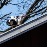 Vit stork Nybro gård III 250402 (kopia)