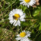 Trädgårdsguldfluga I 250413 (kopia)