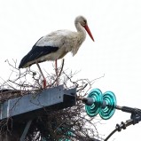 Vit stork VI 250416 (kopia)
