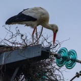 Vit stork IV 250416 (kopia)