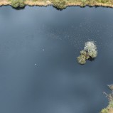 Vitkindad gås C3-dammen I 250418 (kopia)
