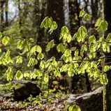 Bokskog, nyutslagen I 250424 (kopia)