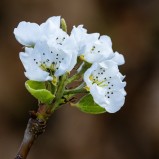 Päronblomma II 250424 (kopia)