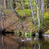 Grågås, Hammarmölledamm I 250424 (kopia)