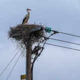 Vit stork, Vinslövs Camping I 250425 (kopia)