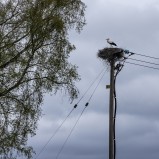 Vit stork, Vinslövs Camping IV 250425 (kopia)