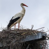 Vit stork, Vinslövs Camping II 250425 (kopia)