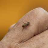 Rhabdomiris striatellus ängsskinnbagge 250527 (kopia)