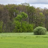 Ekskog & ekvecklare I 250531 (kopia)