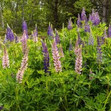 Blomsterlupin I 250601 (kopia)