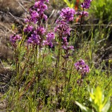 Tjärblomster I 250615 (kopia)