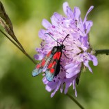 Mindre bastardsvärmare I 250630 (kopia)