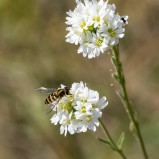 Solblomfluga sp på sandvita I 250630 (kopia)