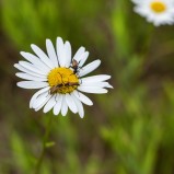 Ängsblombockar II 250629 (kopia)