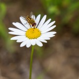 Solblomfluga sp I 250629 (kopia)