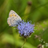 Violettkantad guldvinge I 250714 (kopia)