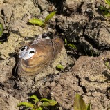 Hammarmölledamm, musselskal I 250729 (kopia)