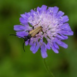 Gulröd blombock I 250730 (kopia)