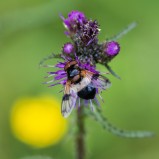 Fönsterblomfluga I 250730 (kopia)