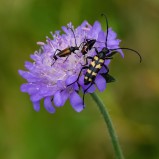 Fyrbandad blombock I 250730 (kopia)