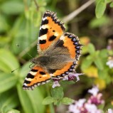Nässelfjäril på oregano I 250812 (kopia)
