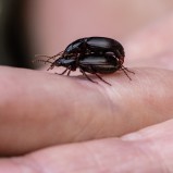 Frölöpare sp (Harpalus) II 250812 (kopia)