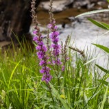 Fackelblomster I 250814 (kopia)