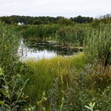 Magle våtmark, damm C1 I 250830 (kopia)