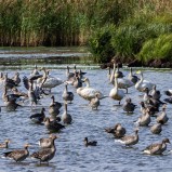 Finjasjön, Kyrkviken II 250903 (kopia)