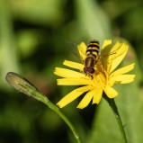 Solblomfluga sp I 250903 (kopia)